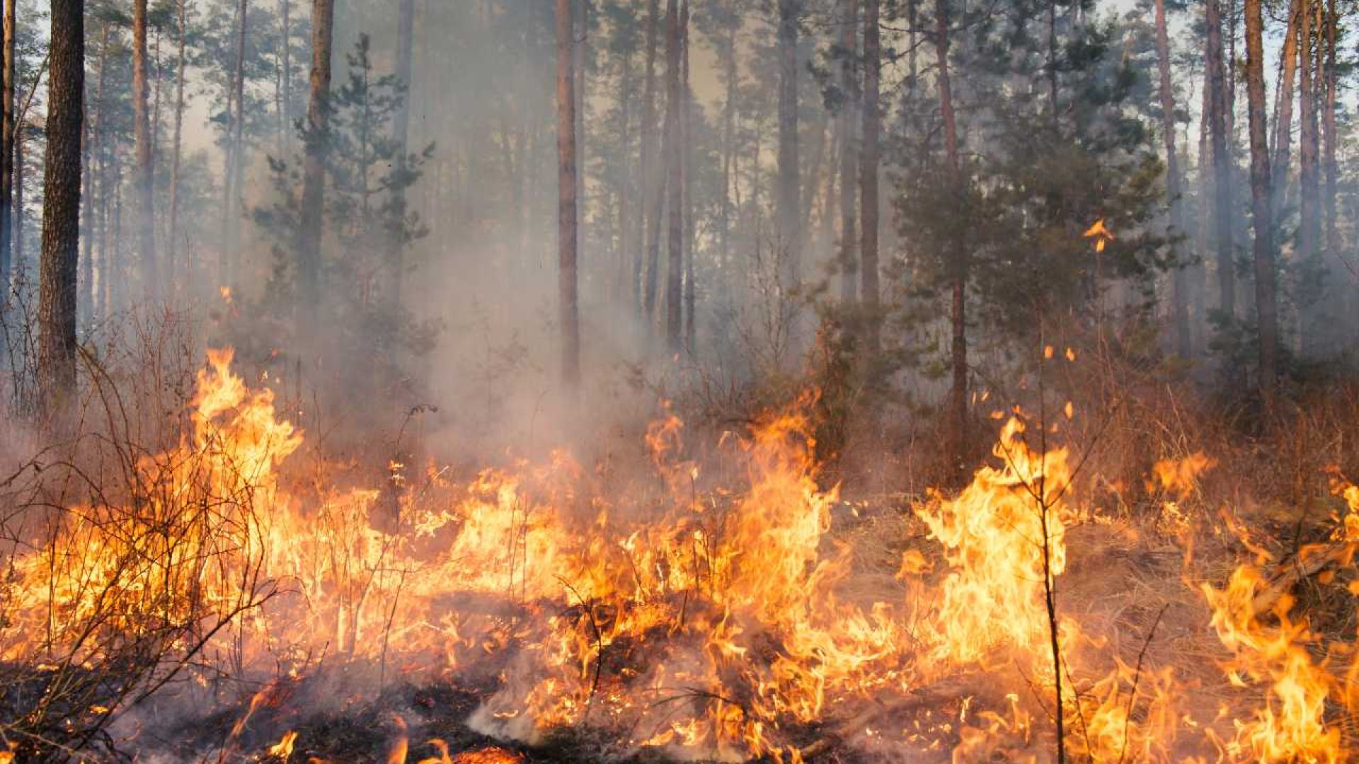 Georgia Wildfire Resources - April 2026